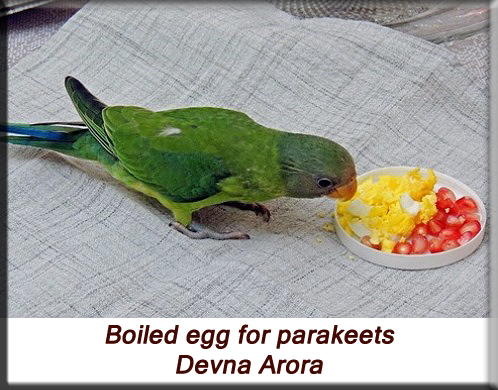 Devna Arora - Feeding parakeets in captivity